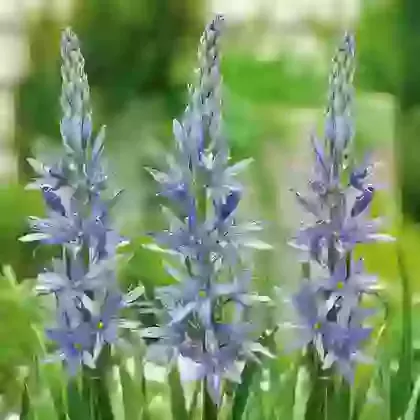 Blue Candle